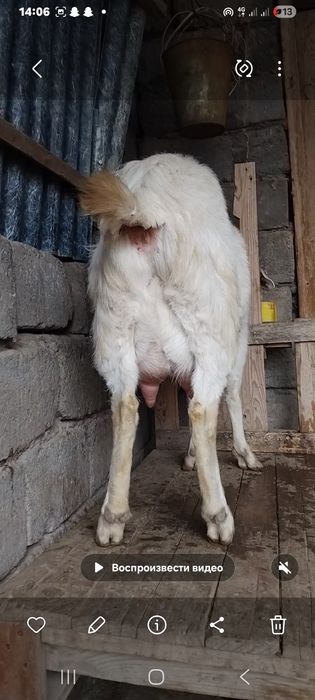 Занен ешкі сатылады