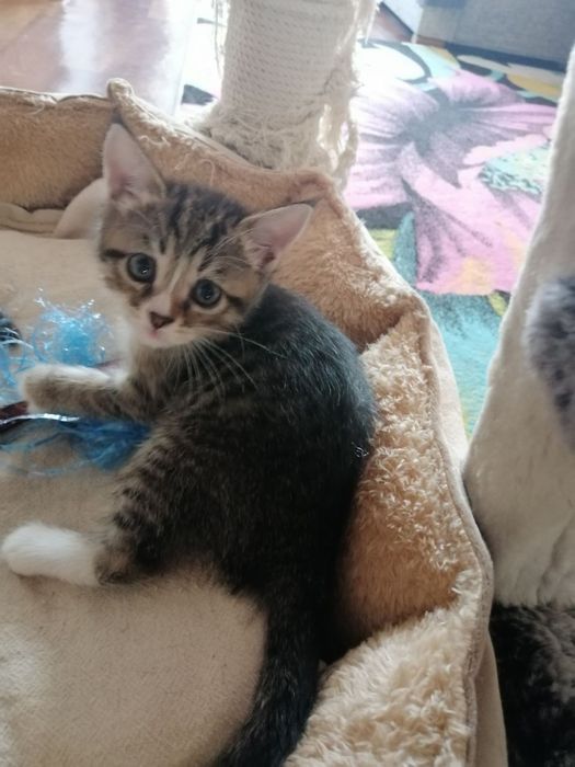 Отдам котят в хорошие руки