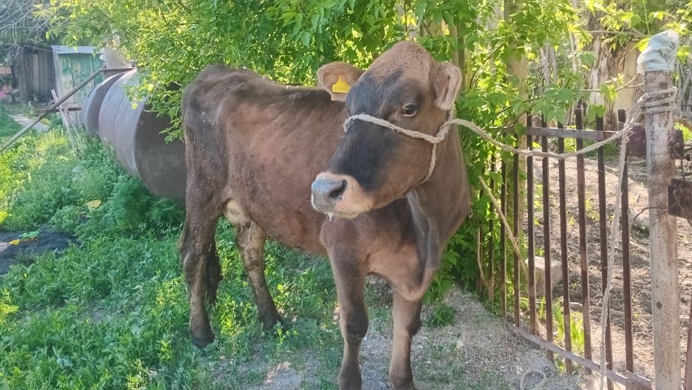 Продам  корова откорым