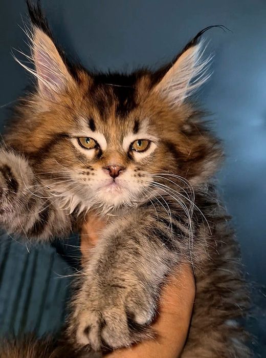Котята породы Мейн-кун