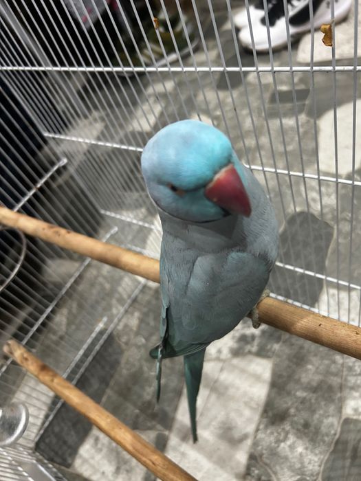 Papagal micul Alexandru