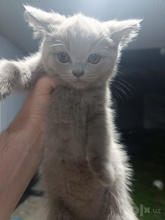 Скоттиш Фолд ва Скоттиш Страйт 3та у́гил Кошки Котята Мушук