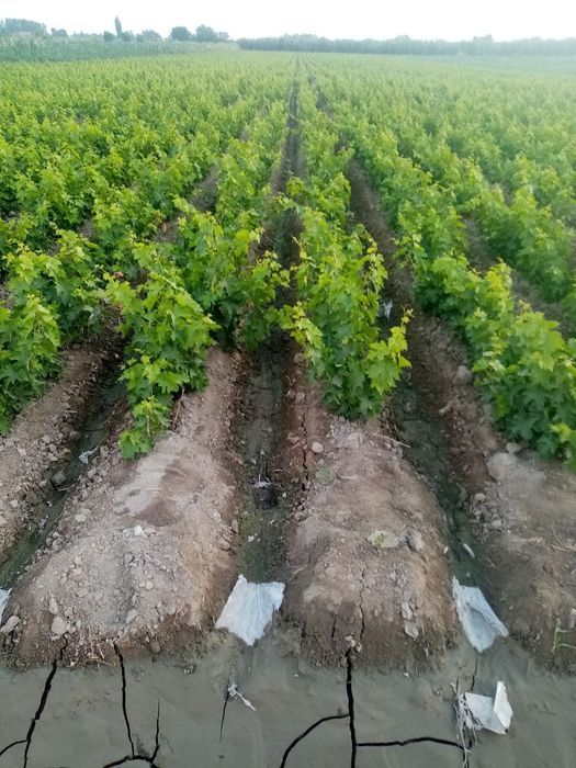 Uzum koʻchatlari sotiladi