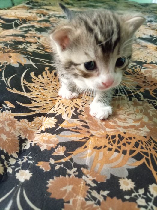 Отдам котёнка бесплатно