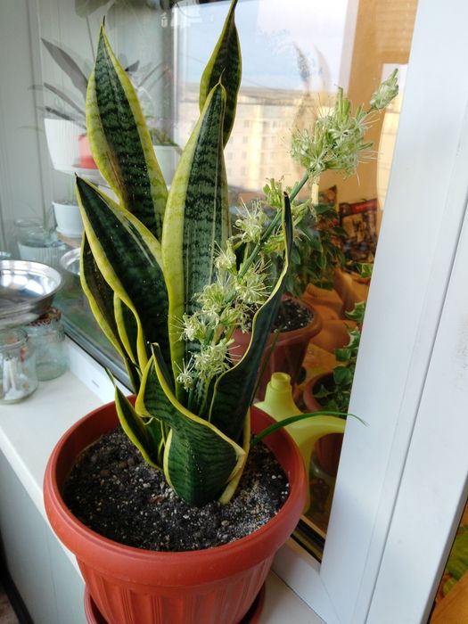 Продам комнатные цветы