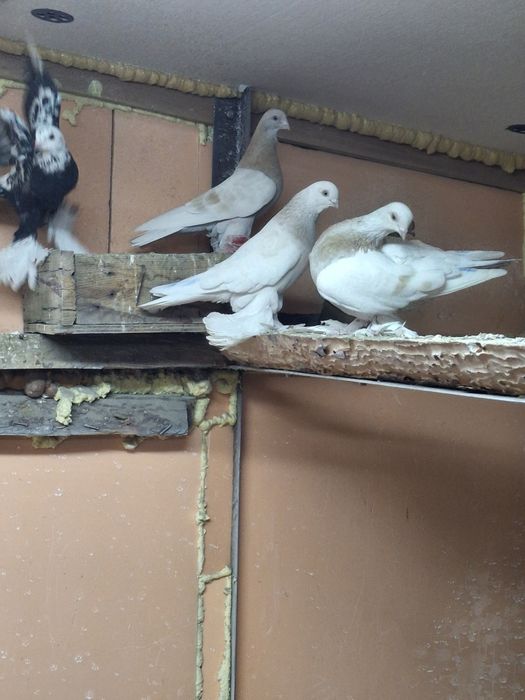 Продам голубей игра гребля тяга