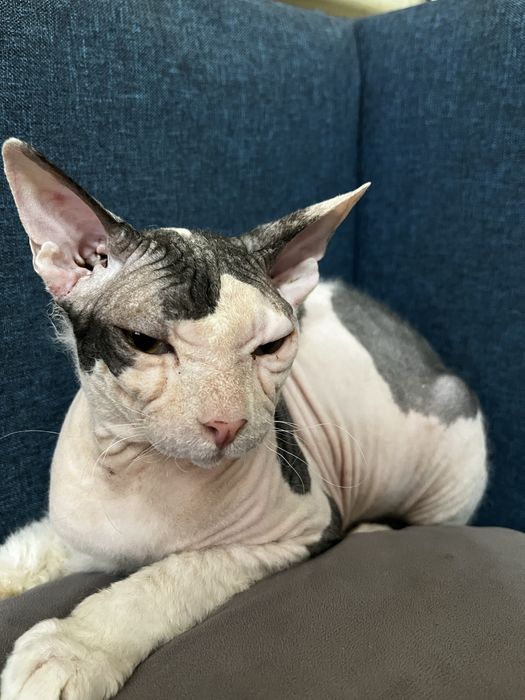 Вязка канадского сфинкса