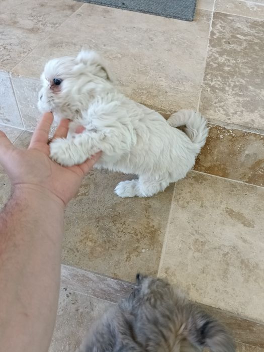 Bichon bischon bison