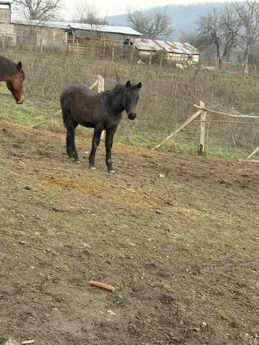 Vand manz in varsta de 5 luni