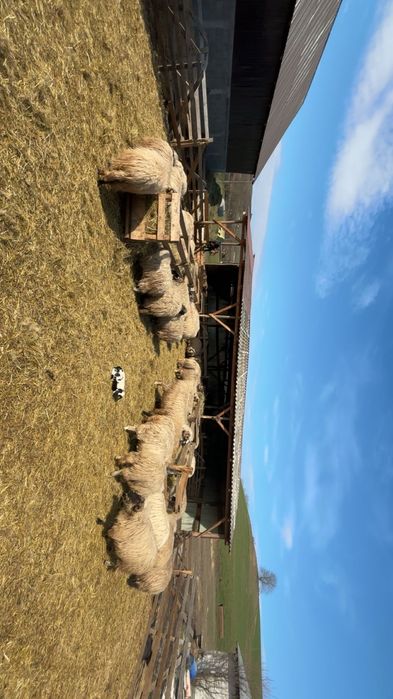 Vând 140 de oi,900 de lei bucata