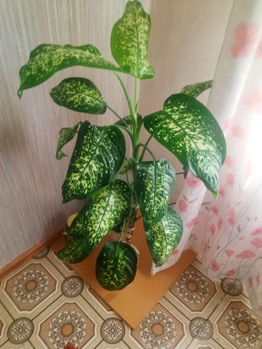 Продам  цветы Диффенбахия