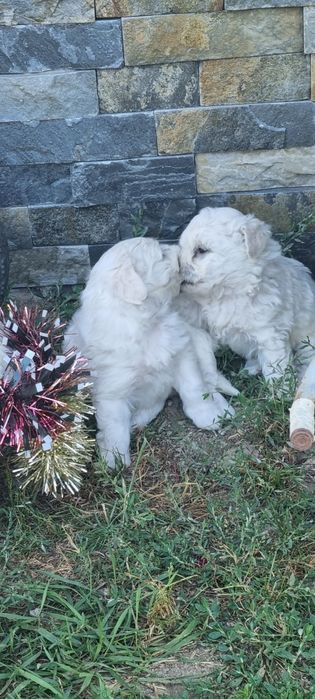 Donez puiuți bichon
