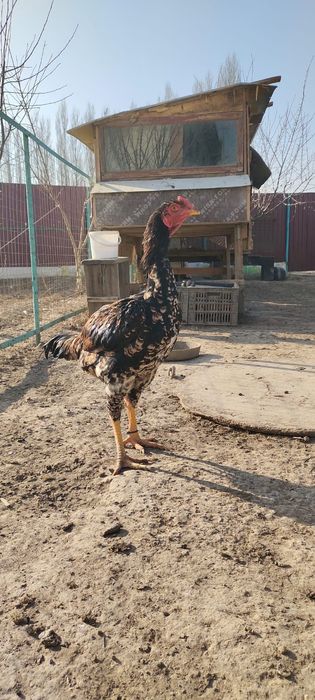 Продам Даканнннн