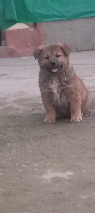 Щенок, мальчик(2мес)