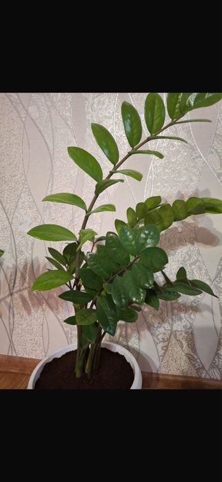 продам цветок замеокулькас