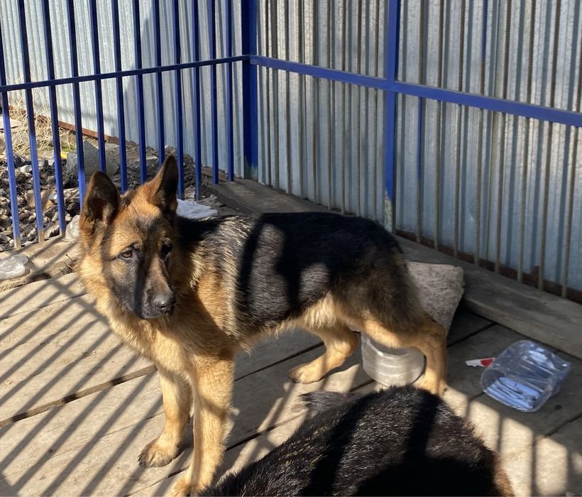 Немецкая овчарка щенок