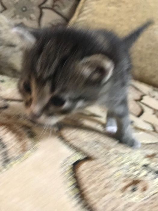 отмам котят в добрые руки