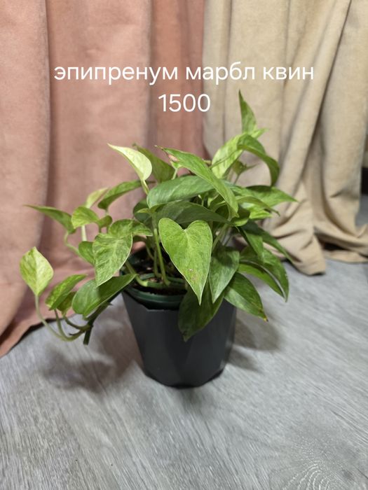 Комнатные растения