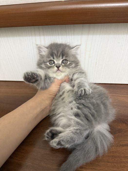 Мушуклар сотилади зотдор овкат йиди лоток билади