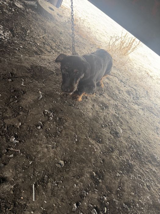 Продам ягтерера