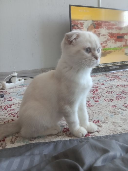 Котенок шотландский вислоухий девочка