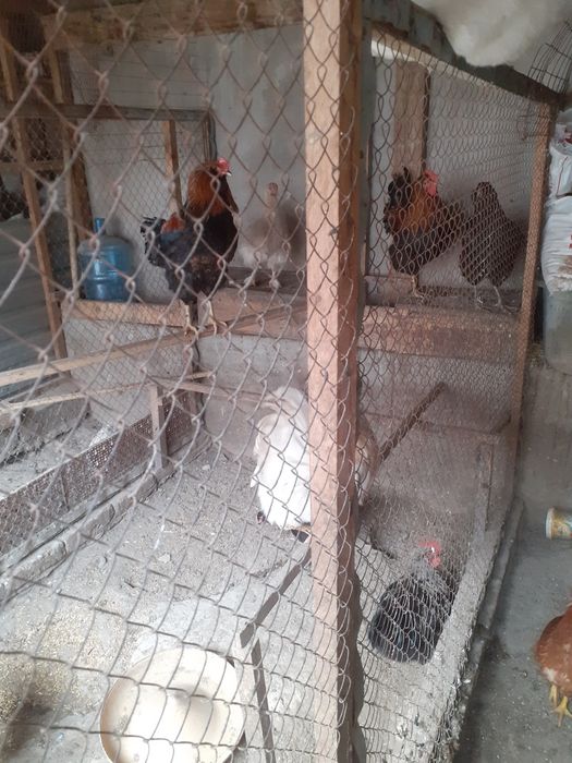Продаю домашних петухов количество 4 штук