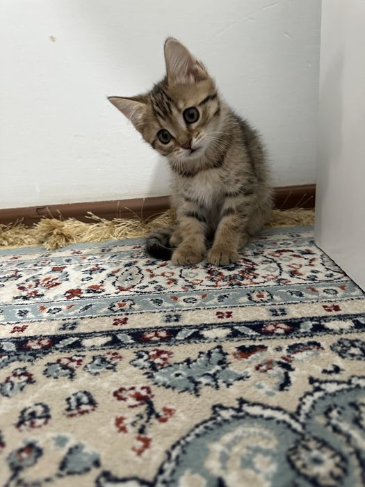 Продам котят породистых