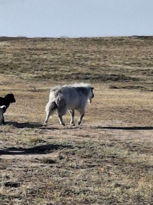 Продам козла за 50 тысяч