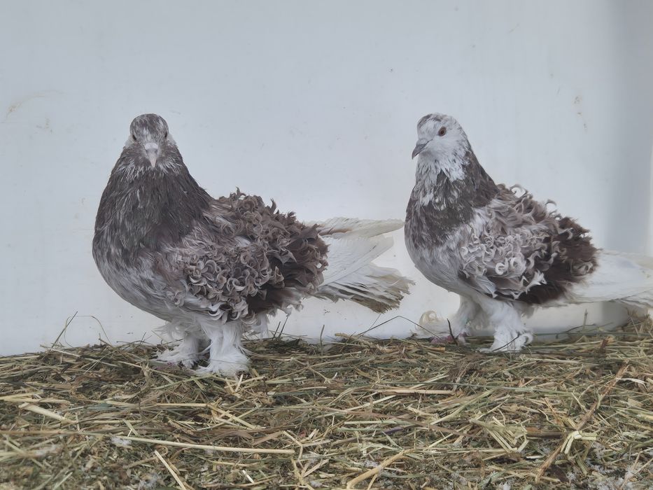 Vând porumbei creti