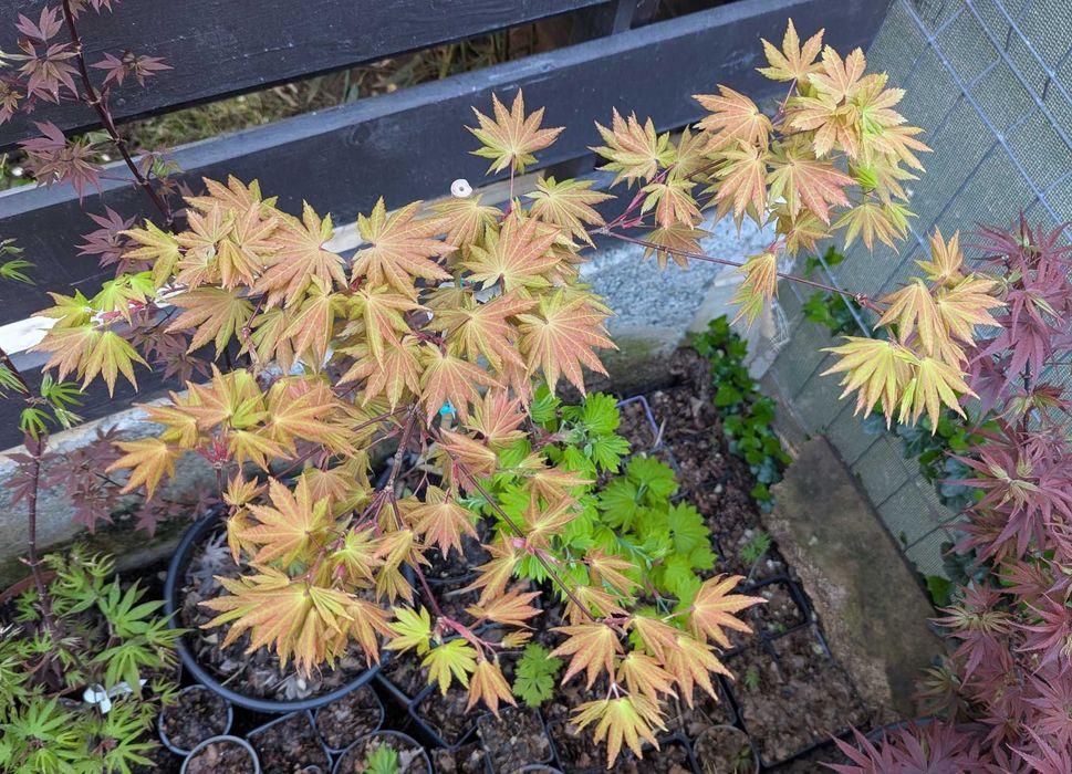 Artar japonez rosu/verde/potocaliu, peste 60 de soiuri