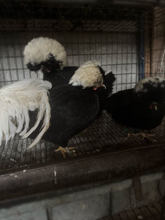 Moțată olandeză 3+1