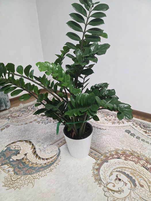 Шефлера и Замиакулькас комнатные цветы