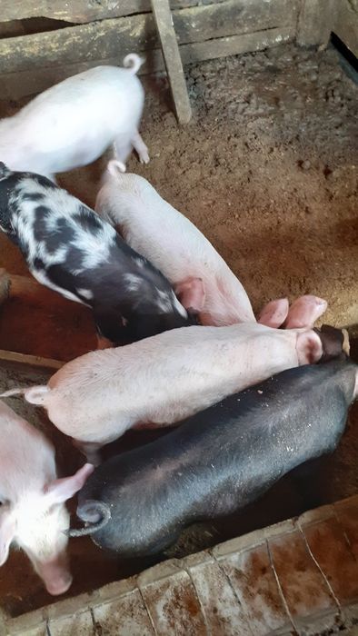 Продаются 2х месячные поросята