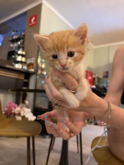 Котенца за осиновяване