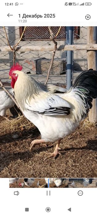 Адлерская Серебристая