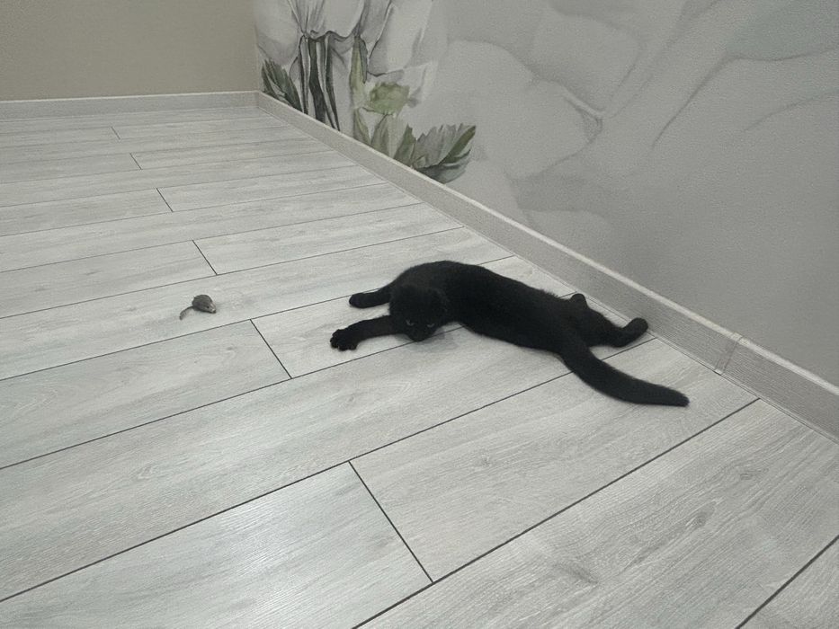 Котенок в добрые руки.