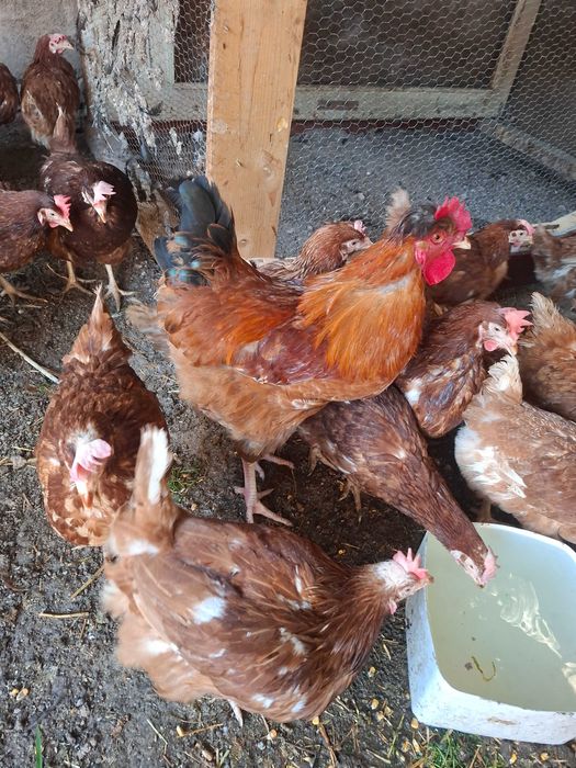 Кокошки носачки ломан браун