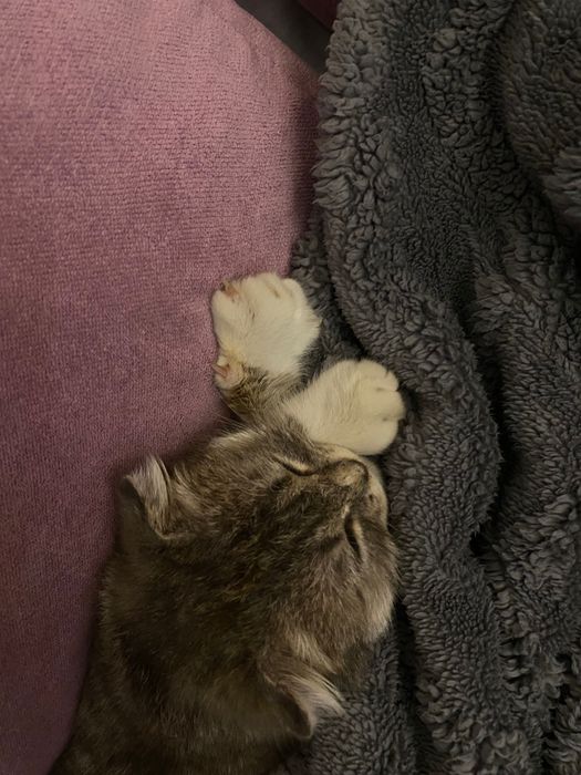 Скоттиш фолд(вислоухая)