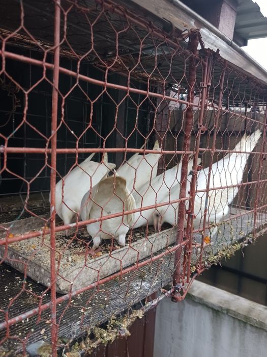 Vand porumbei voiajori albi