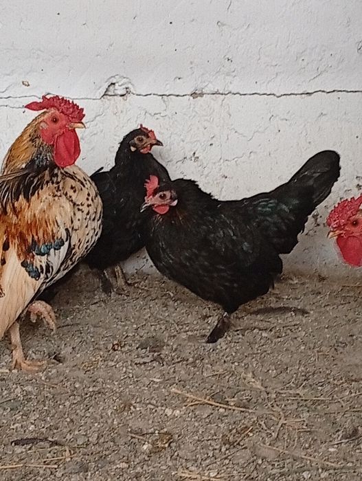 Vând găinușe pitice