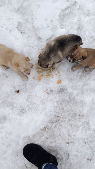 Отдам щенков дворняжки