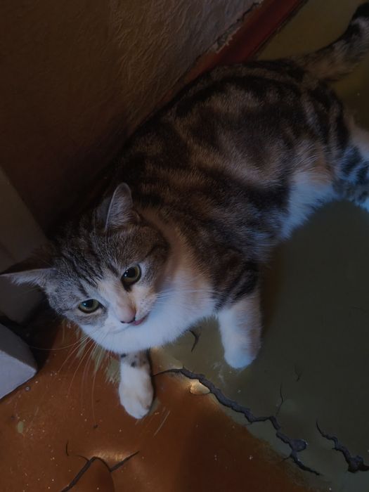 Кошка британская смешанная