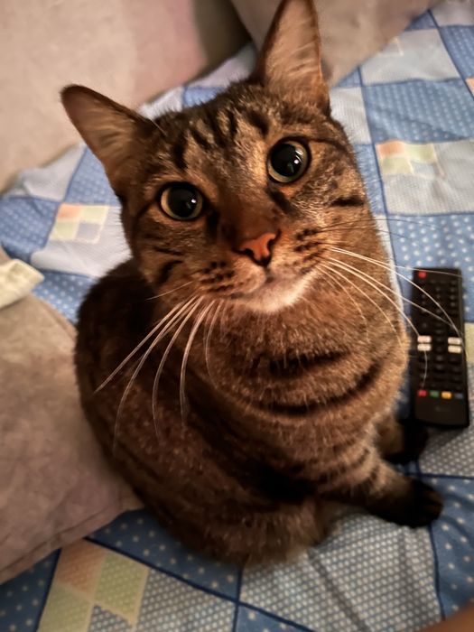 Отдаем кота в хорошие руки