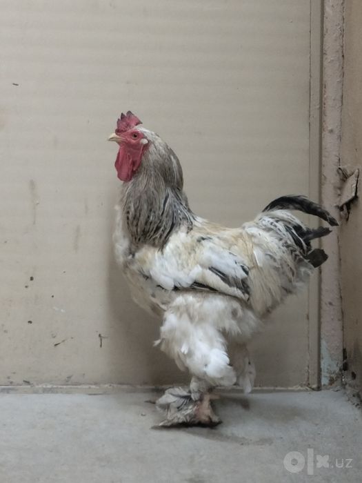 Brama xoroz sotiladi