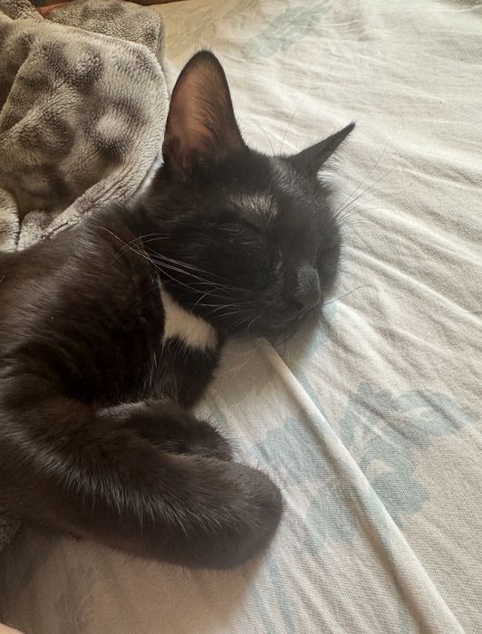 Отдам котика в добрые руки