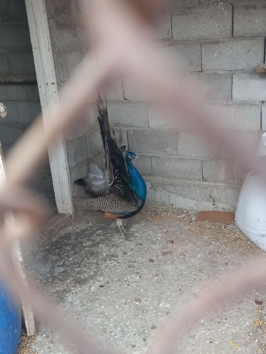 Павлины парочка 200000