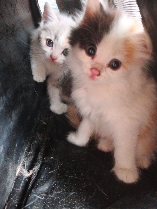 Отдам котят в добрые руки