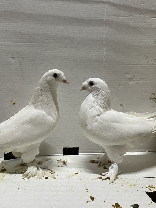 Такла белые молодые