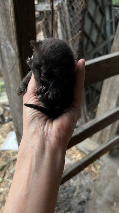 Отдам котят бесплатно