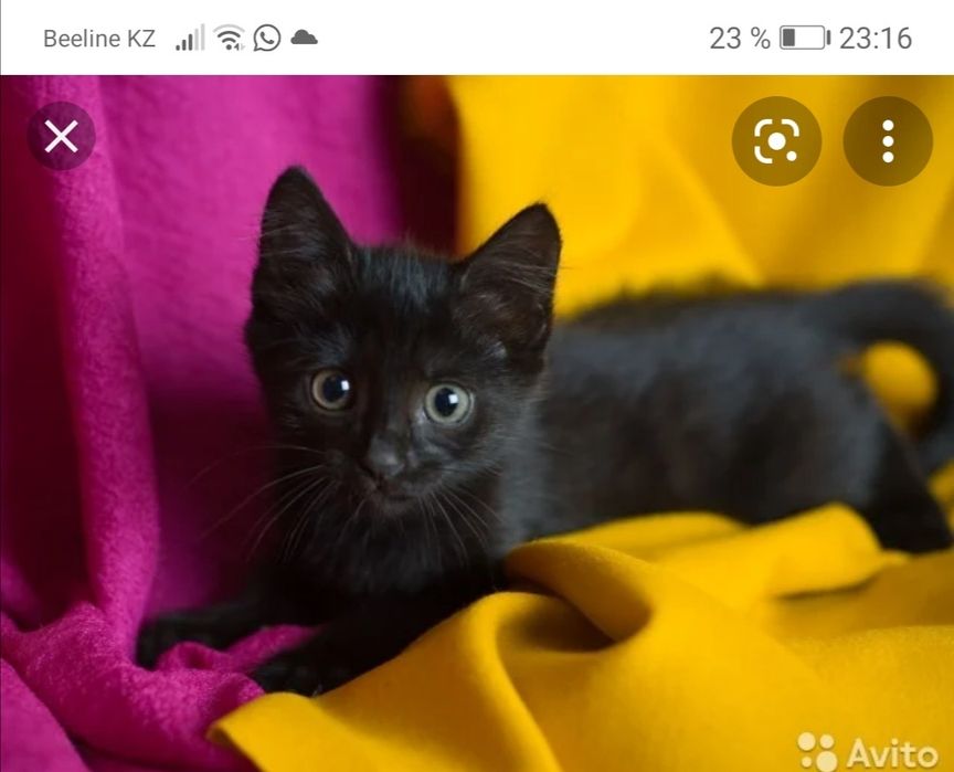Мальчик Черныш котенок